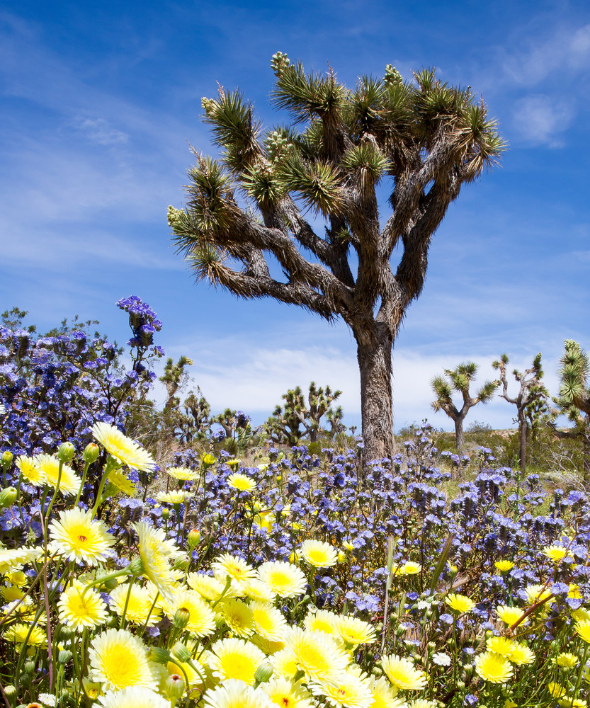 Mojave Spring Color Photography Art | Josh Kimball Photography