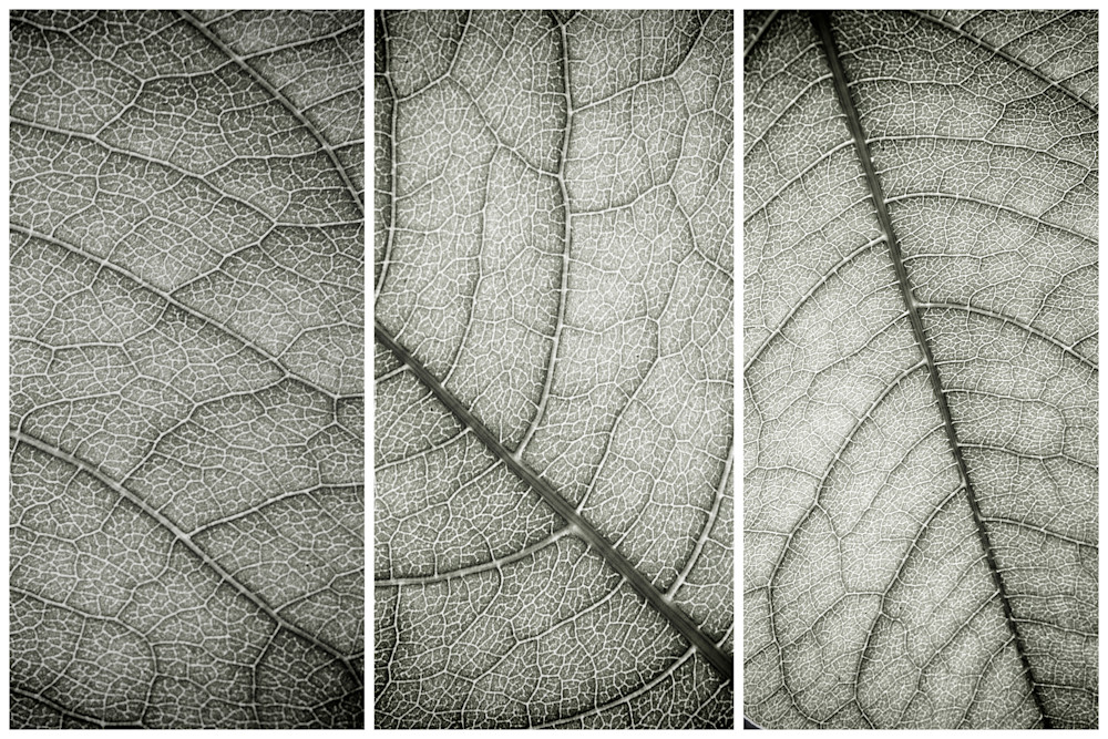 Leaf Life Photography Art | Nathan Larson Photography