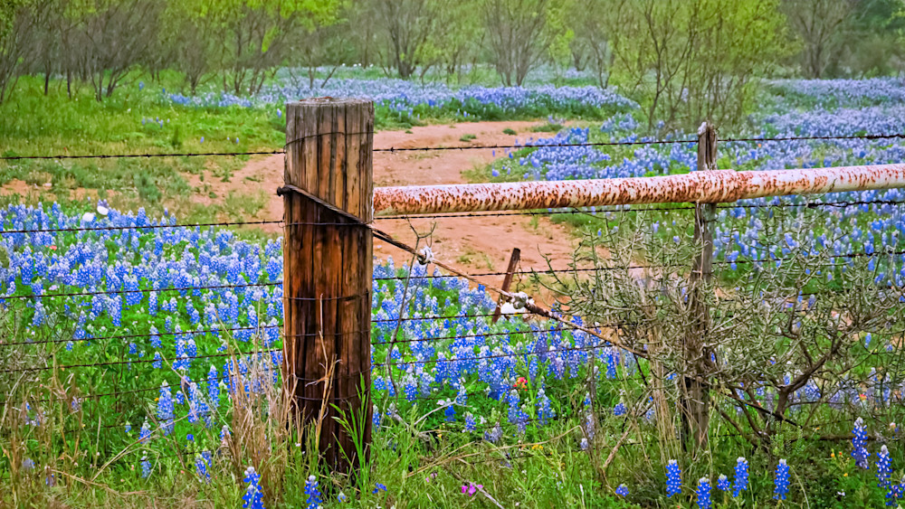 Bluebonnets And Fence 5 Colorful Art | Drone Video TX