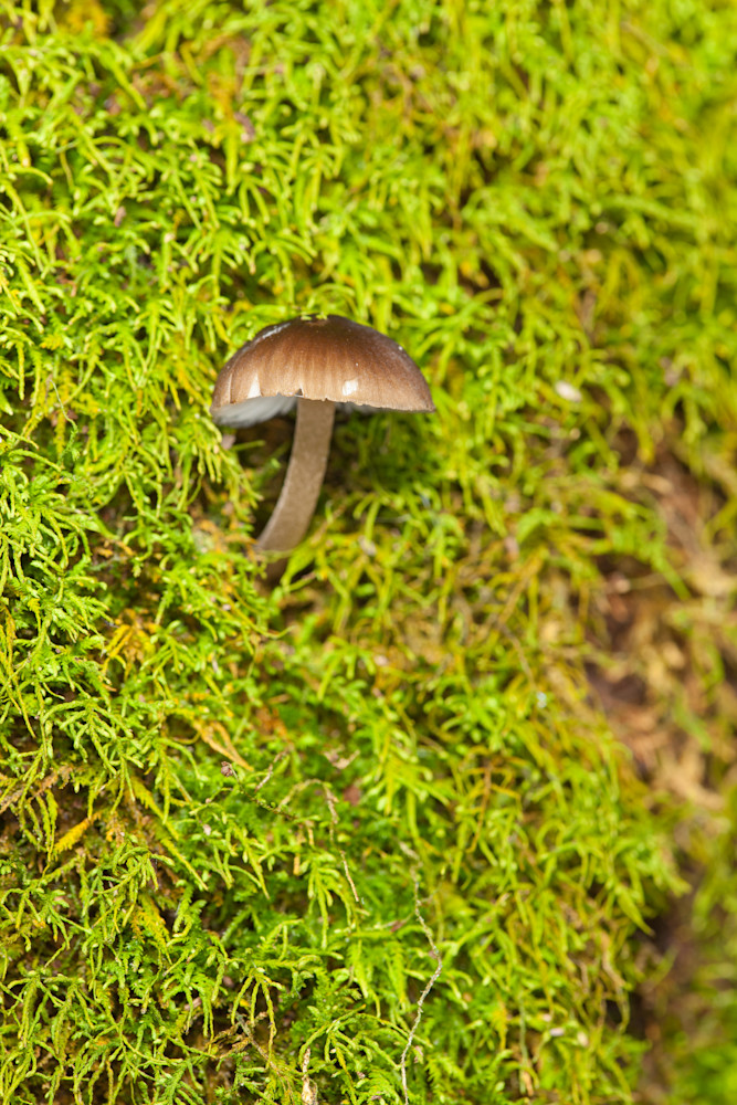 Mushroom and Moss close-up - shop fine art prints | Closer Views