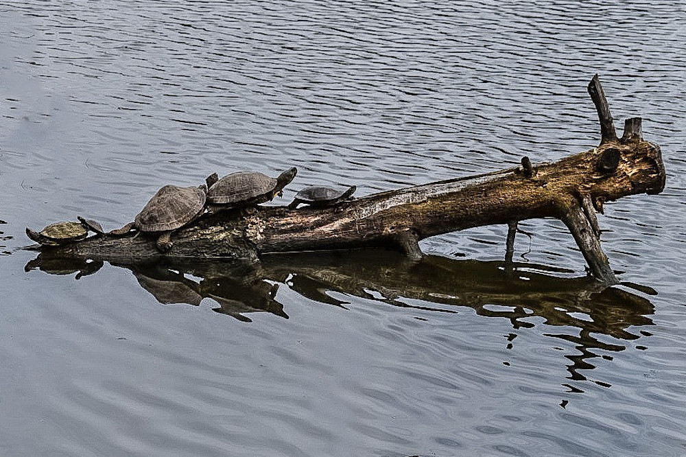 Turtles Photography Art | Fire Sign Creations, LLC