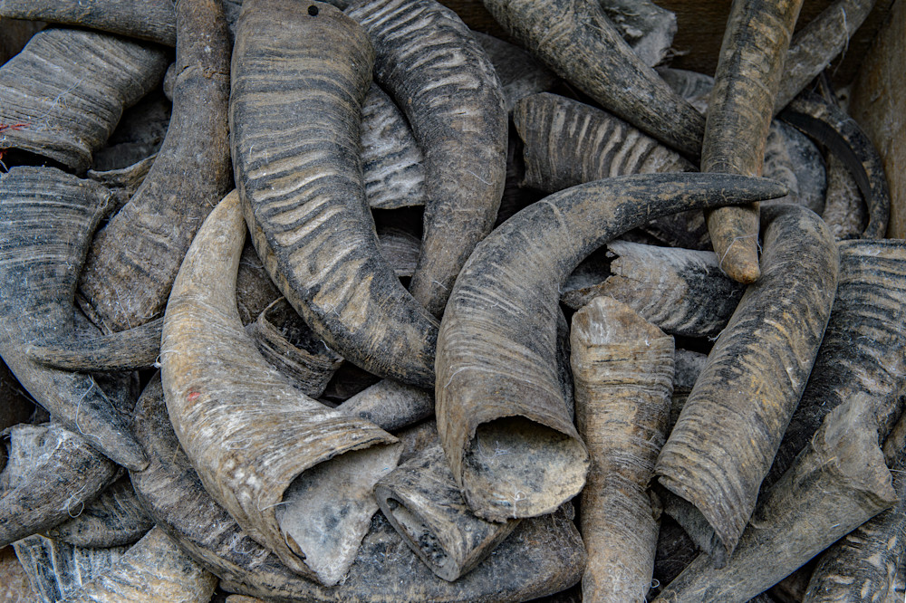 Photograph of elephant trunks in a pile for sale online by Judith Barath.