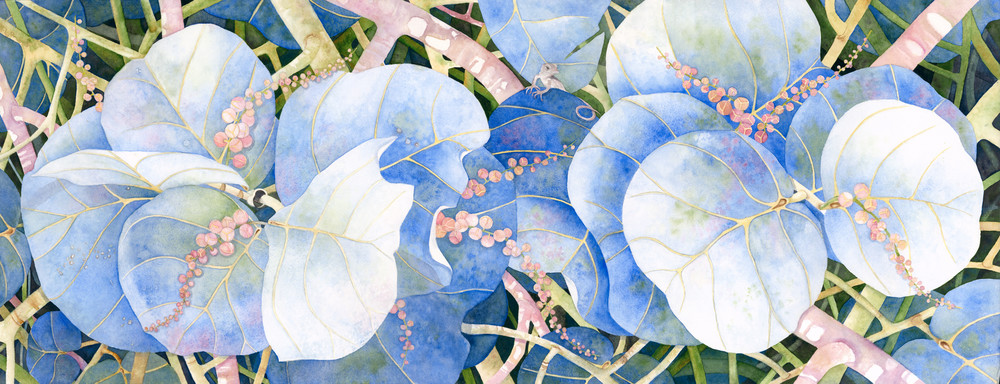 A print on gallery wrapped canvas by watercolor artist Sandra Galloway of blue-colored sea grapes. 