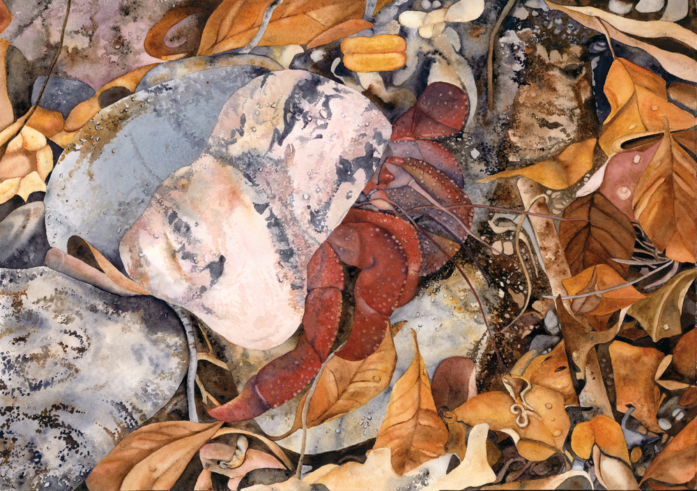 A Print of a watercolor painting by artist Sandra Galloway of a Soldier Crab coming out of its shell among fall-colored leaves. Printed on gallery-wrapped canvas