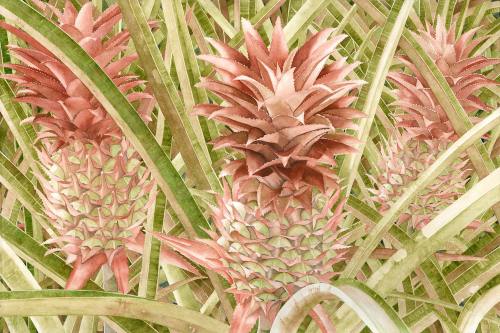 Print from a watercolor painting by artist Sandra Galloway of three coral-colored pineapple plants.  Printed on gallery-wrapped canvas.