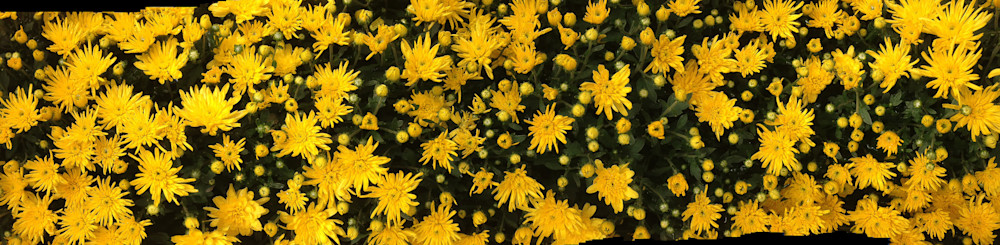 A panorama of yellow flowers.