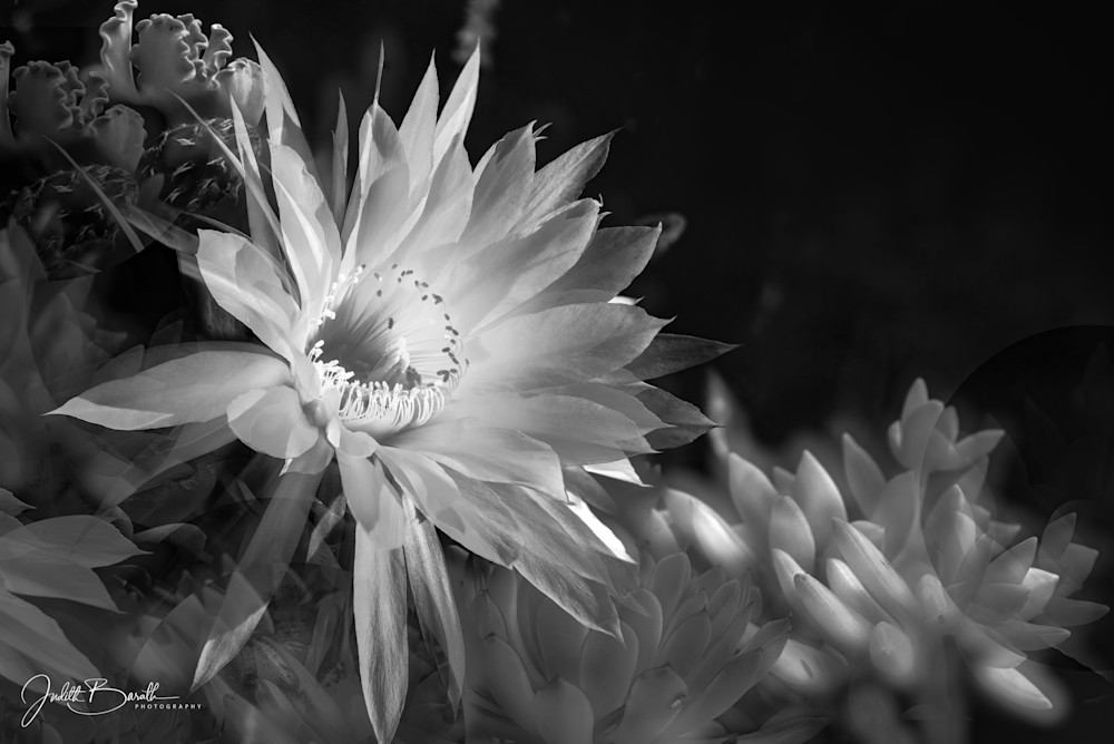 Cactus Flower-BW | photograph by Judith Barath
