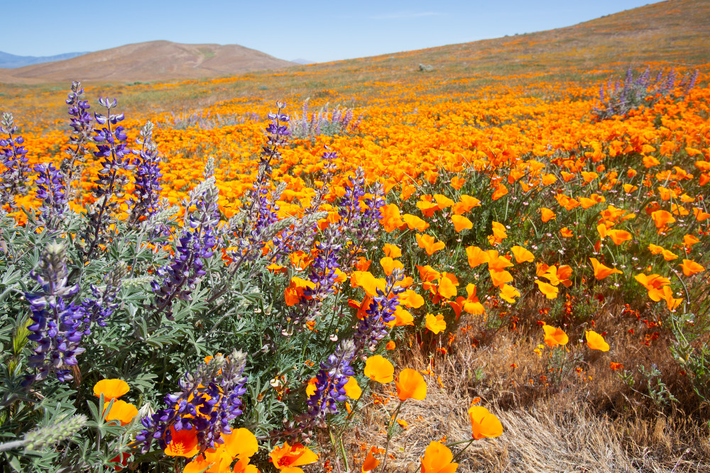 Silver Lupines and California Poppies Photograph For Sale As Fine Art