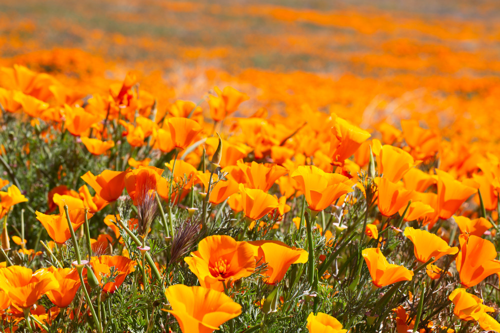 California Poppies In The Morning Sun Photograph For Sale As Fine Art