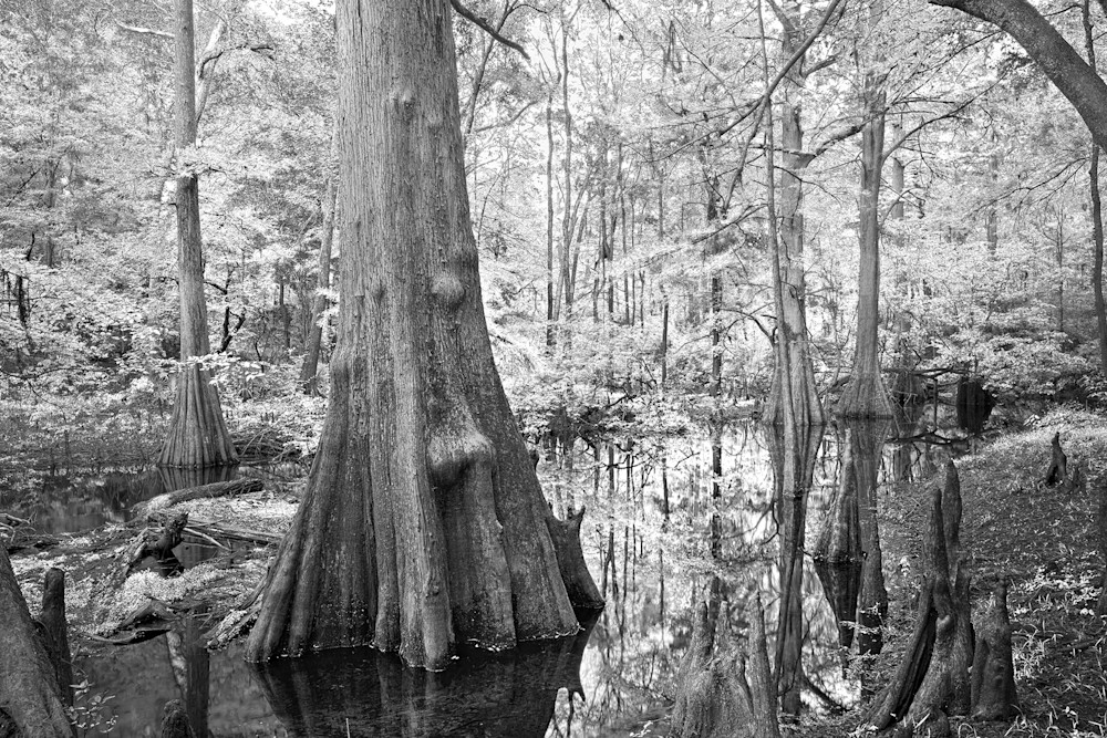 8184  Suwannee River State Park  Photography Art | Cunningham Gallery