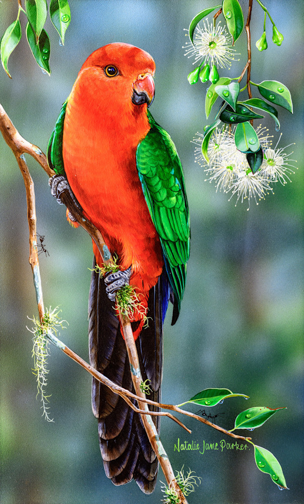 Male Australian King-Parrot (Alisterus scapularis) Australian Wildlife Art by Natalie Jane Parker