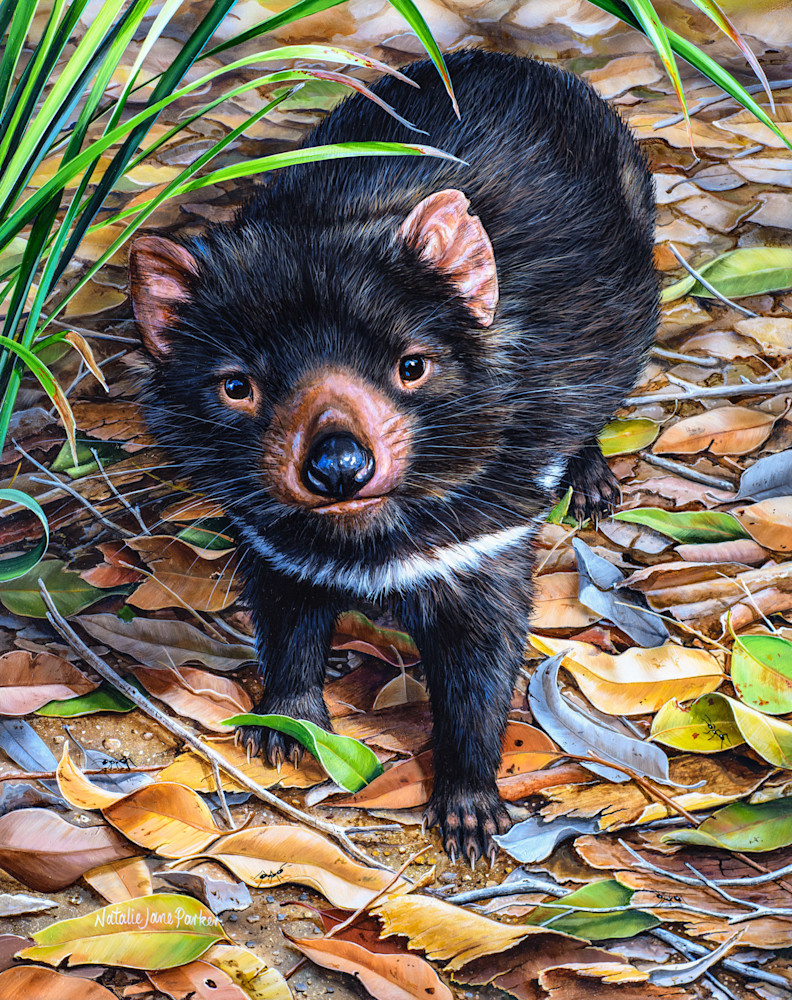 Tasmanian Devil (Sarcophilus harrisii) Australian Wildlife Art by Natalie Jane Parker