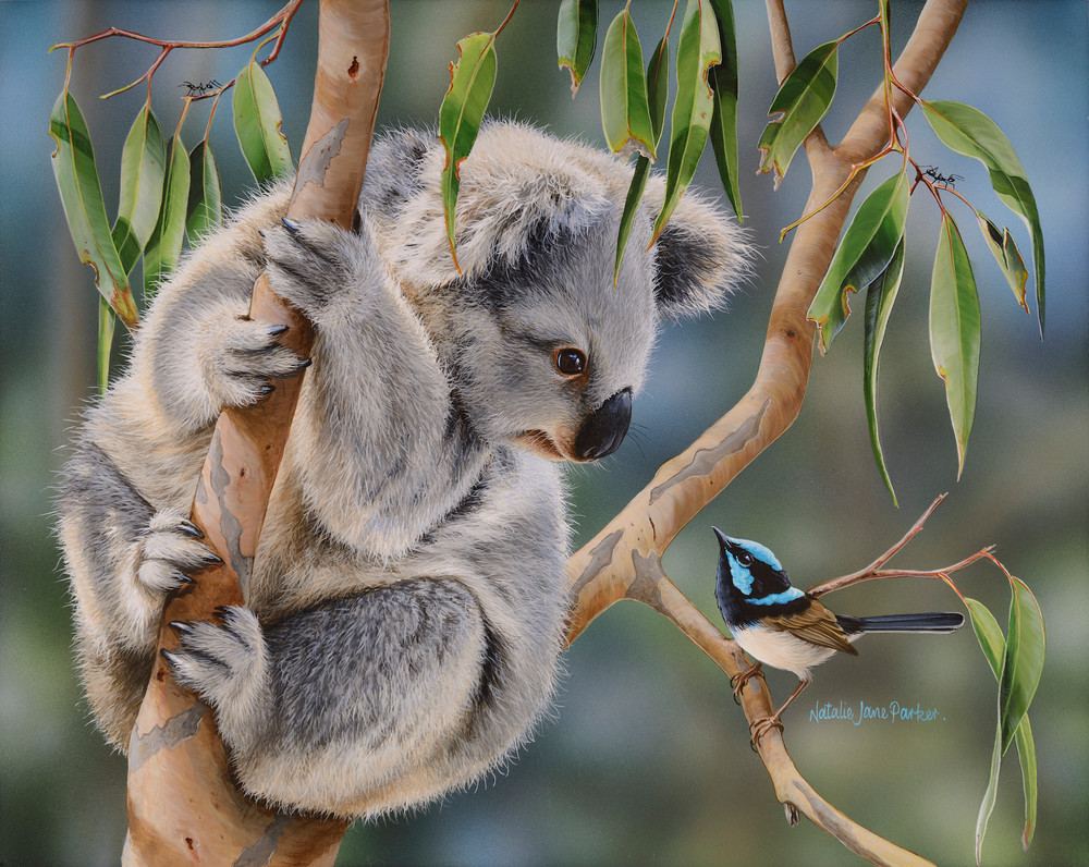 Juvenile Koala (Phascolarctos cinereus) and a Male Superb Fairy-wren (Malurus cyaneus) Australian Wildlife Art by Natalie Jane Parker