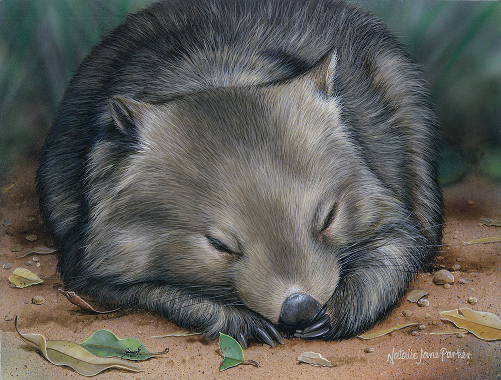Sleeping Bare-nosed Wombat (Vombatus ursinus) Australian Wildlife Art by Natalie Jane Parker