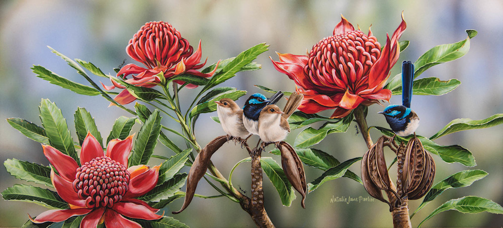 Superb Fairy-wrens (Malurus cyaneus) in Waratah Australian Wildlife Art by Natalie Jane Parker