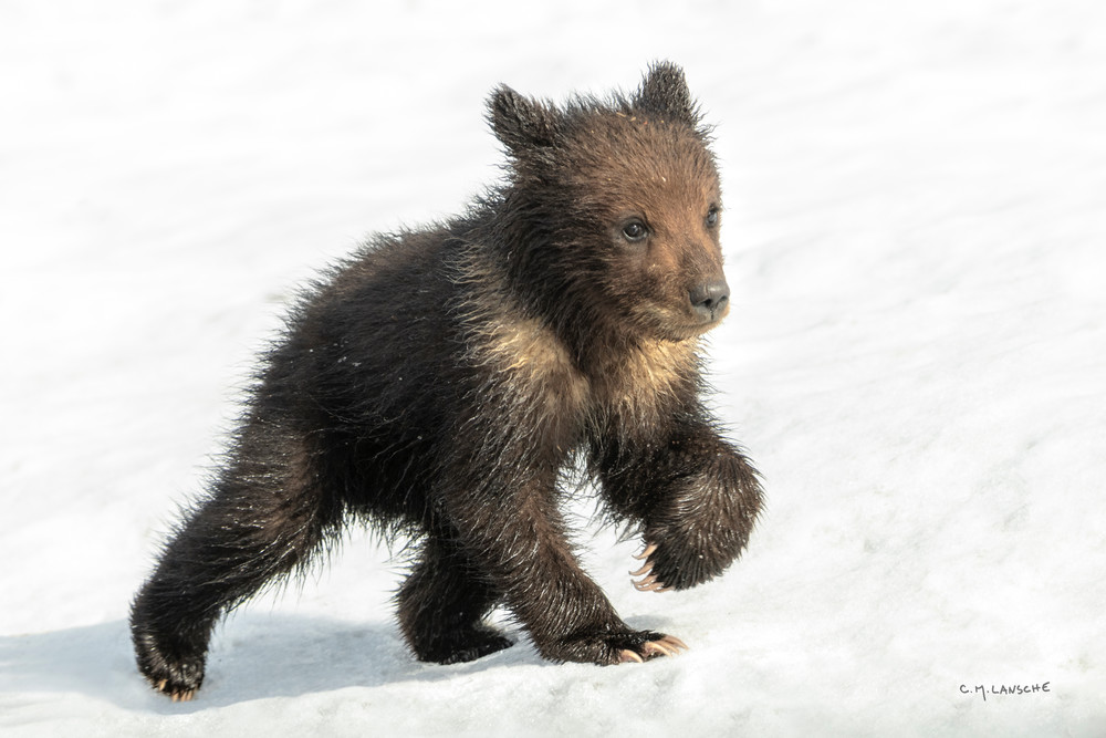 Grizzly Cub in Snow