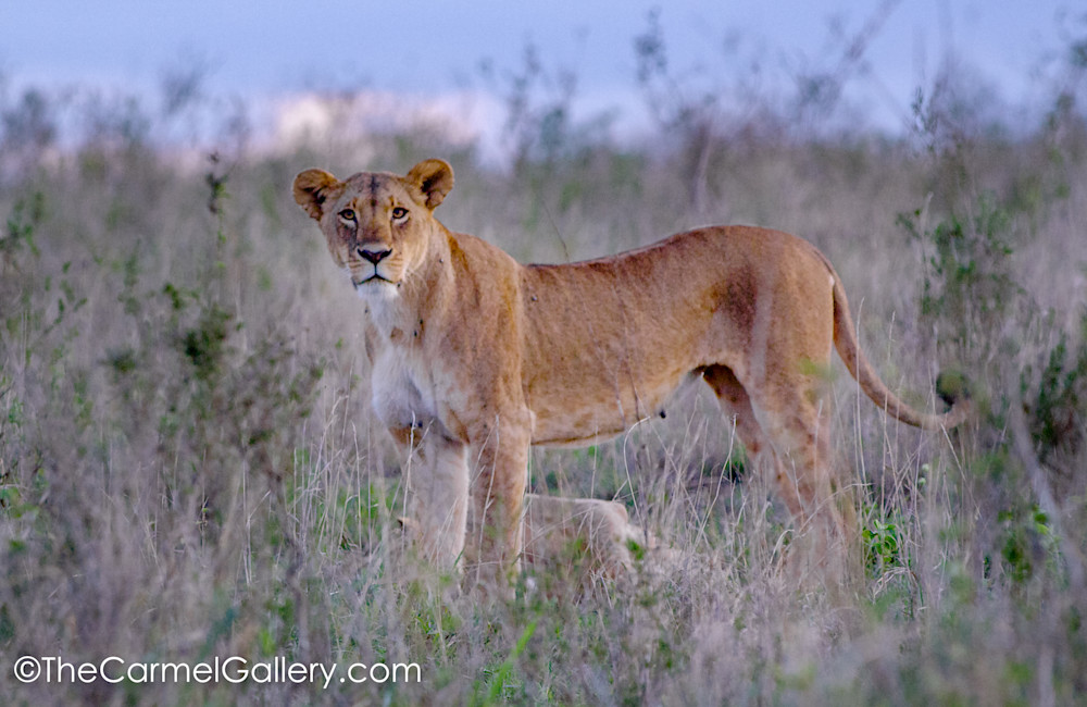 lioness photograph