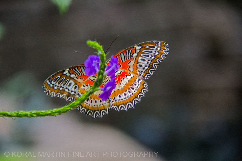 Tropical Butterfly | Butterfly Photography | Koral Martin Fine Art Photography