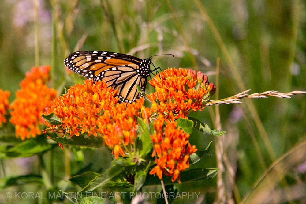 monarch butterfly Milkweed Photograph 5148 C | Butterfly Photography | Koral Martin Fine Art Photography