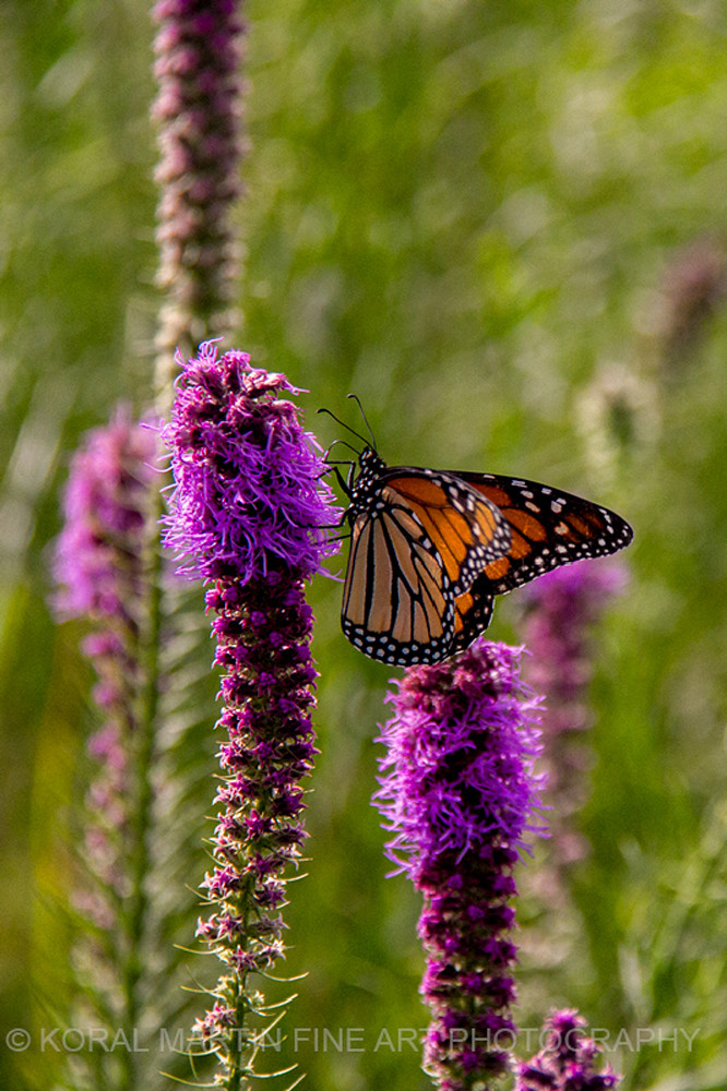 Monarch Butterfly on Liatris Photograph 6179 | Butterfly Photography | Koral Martin Fine Art Photography
