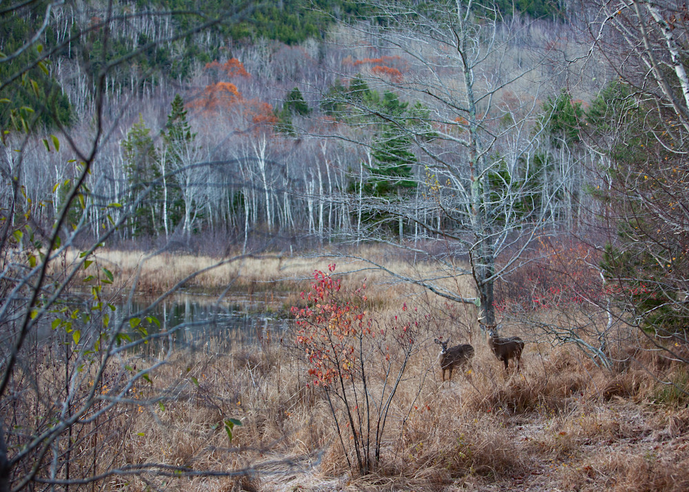 Acadia Mates Photography Art | Waterstreet Guild