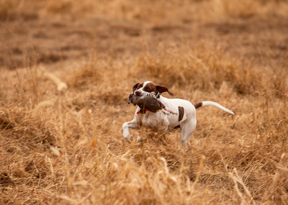 Dashing Retrieve