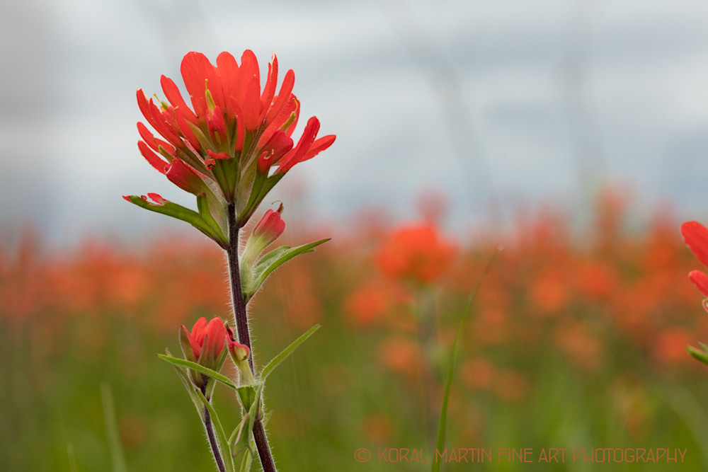 Indian Paintbrush Photograph 7764 | Wildflower Photography | Koral Martin  Fine Art Photography