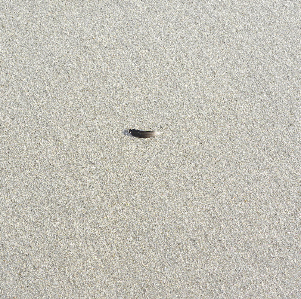 Feather in the Sand | Tom Nolan | Roost Artist