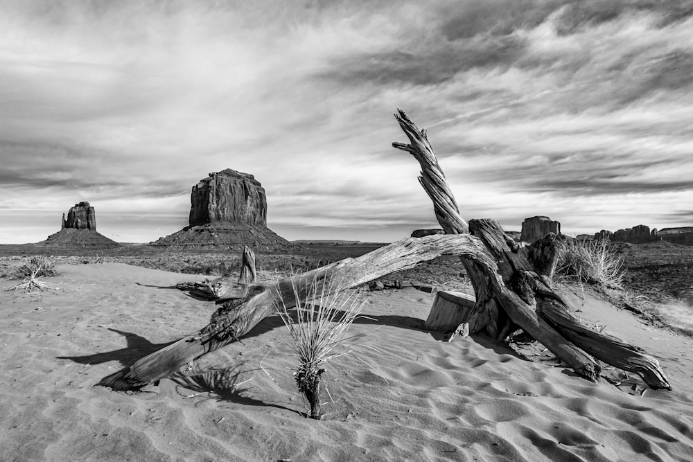 Monument Valley deadwood photography prints