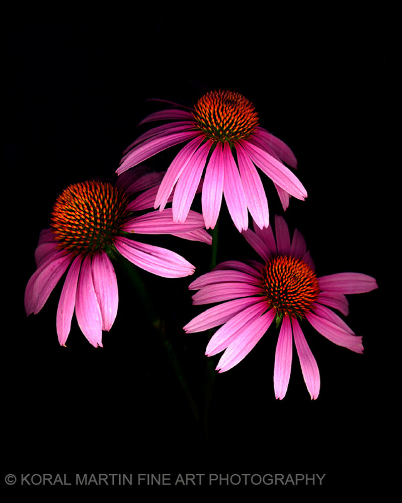 Coneflower  | Flower Photography | Koral Martin Fine Art Photography