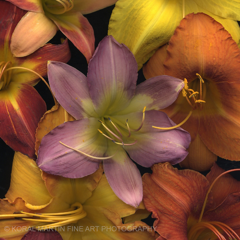 Daylily Medley square  | Flower Photography | Koral Martin Fine Art Photography