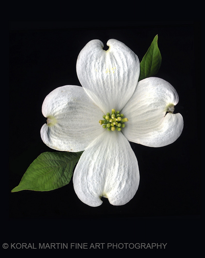 Dogwood Bloom  | Flower Photography | Koral Martin Fine Art Photography
