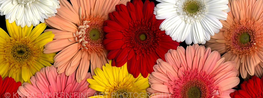 Gerbers galore  | Flower Photography | Koral Martin Fine Art Photography