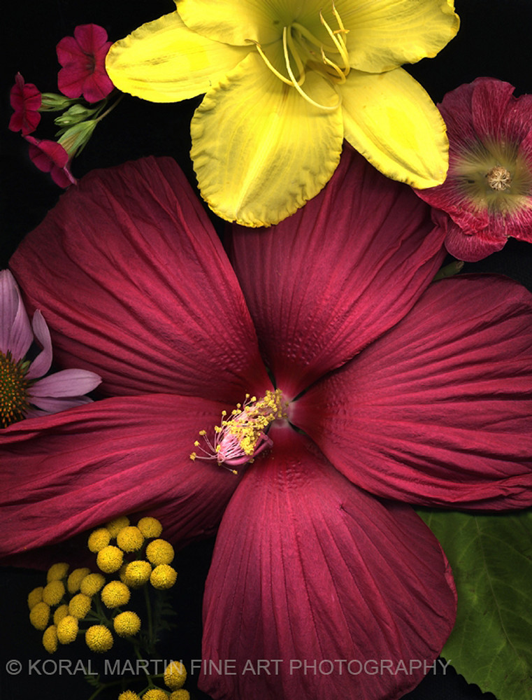 Hibiscus glory  | Flower Photography | Koral Martin Fine Art Photography