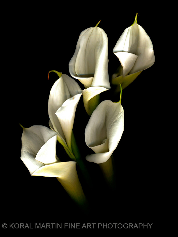 Lily  | Flower Photography | Koral Martin Fine Art Photography