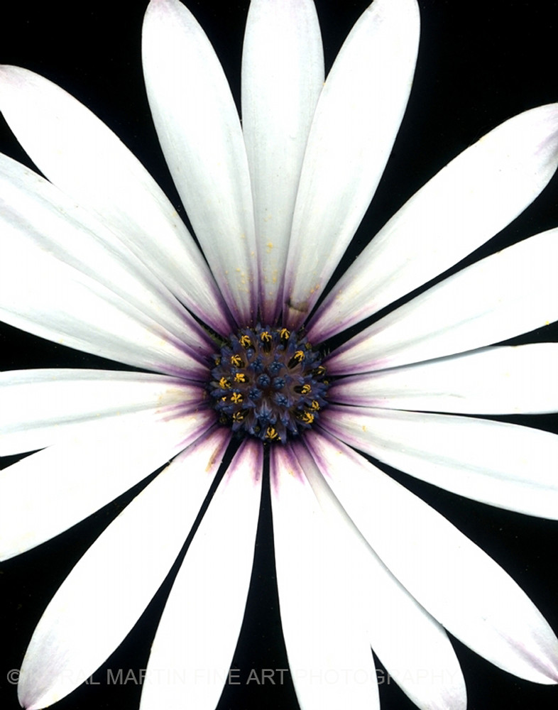 White Daisy Purple Center Flower Photography Koral Martin Fine Art Photography