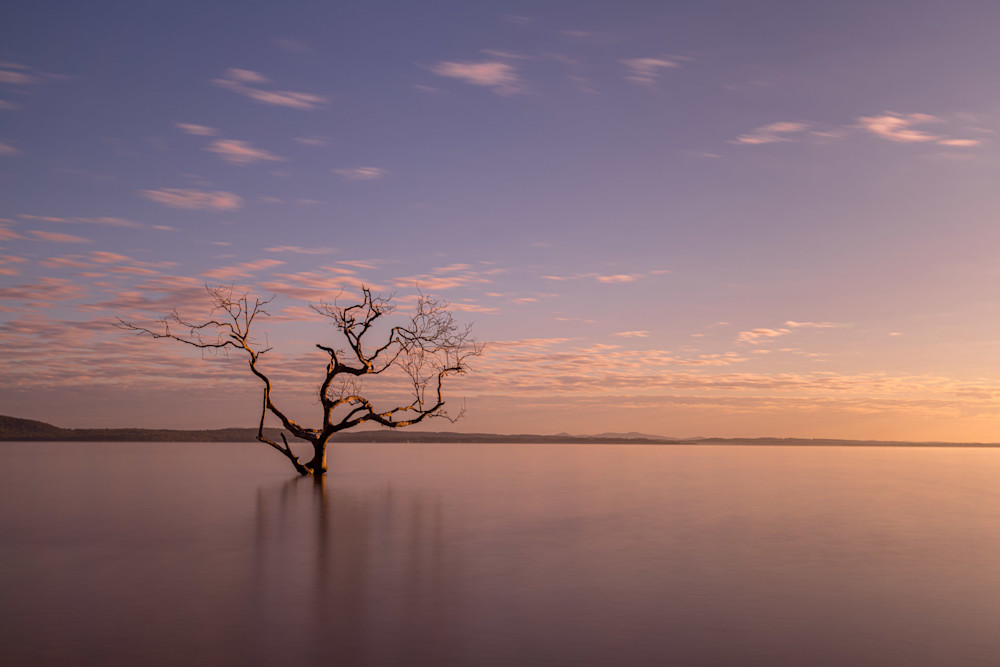 Salamander Tree Sunrise   Salamander Bay Port Stephens Nsw Australia Art | John Lechner Art