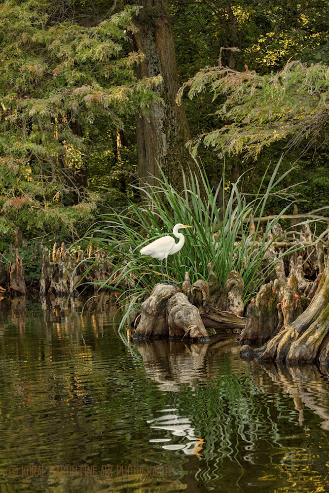 Egret Photograph 0244 | Tennessee Photography | Koral Martin Fine Art Photography