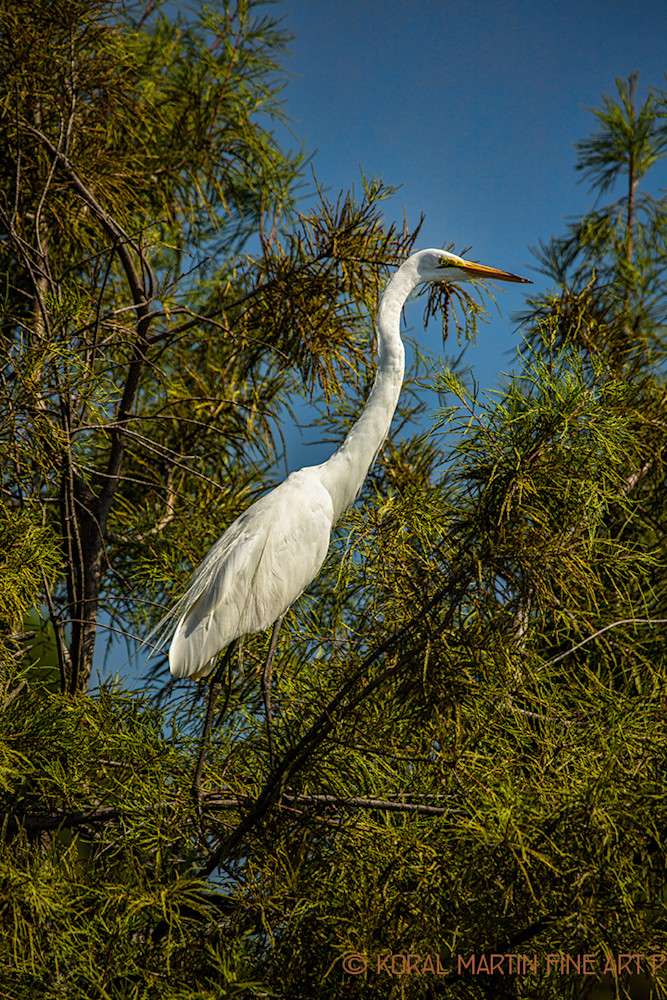 Egret Photograph 0943 | Tennessee Photography | Koral Martin Fine Art Photography