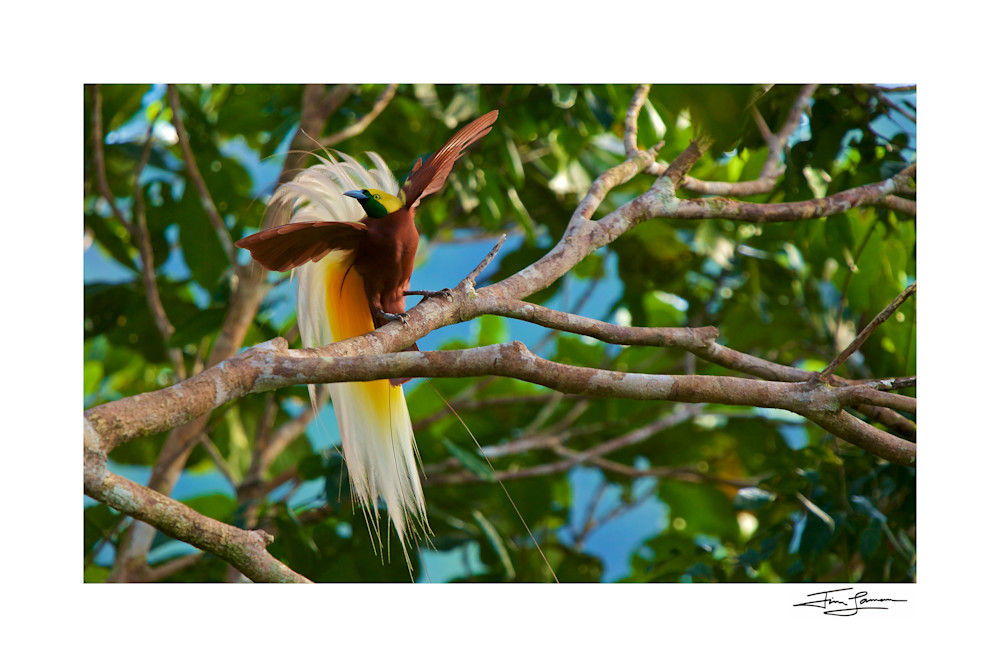 A male Lesser Bird-of-Paradise attempts to lure a female to his perch with fluffed up plumes and beating wings. 