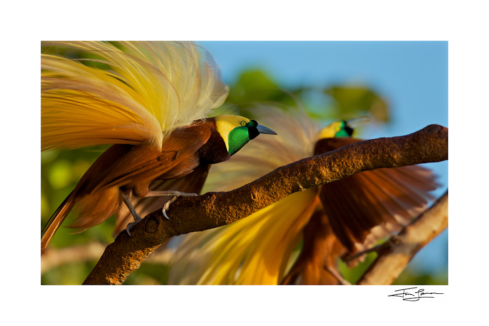 Greater Bird-of-Paradise Males displaying in Indonesia.