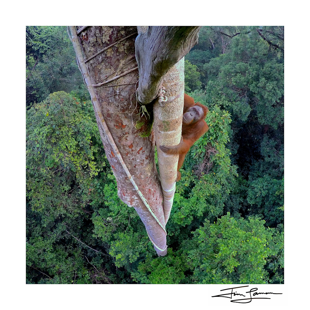 Photograph of an orangutan climbing tree.