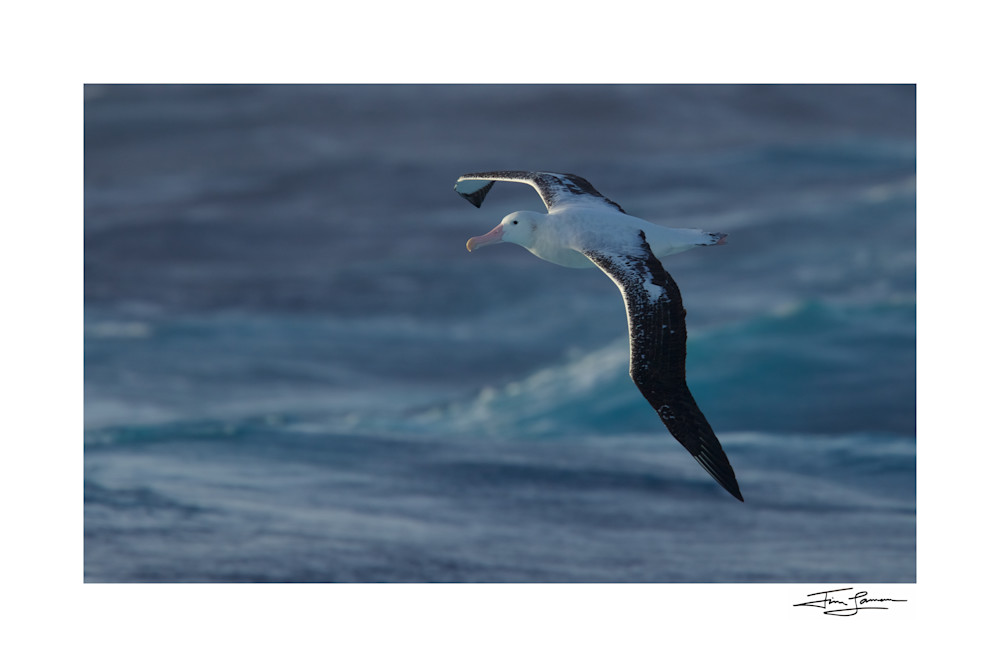 Wandering Albatross In Flight over the ocean.