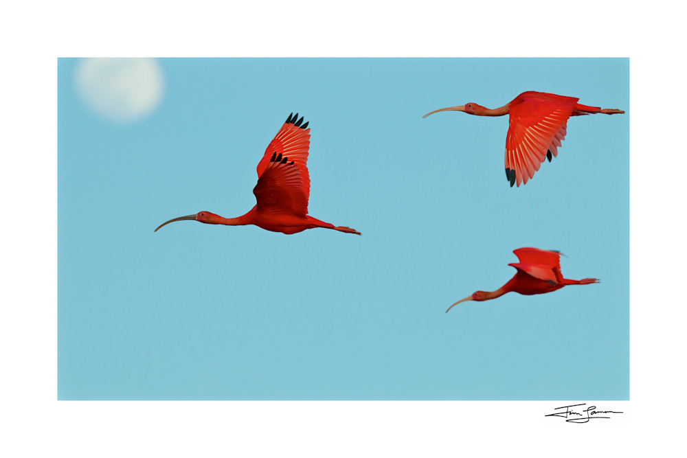 Scarlet Ibises (Eudocimus ruber) flying though the sky with the moon behind them.
