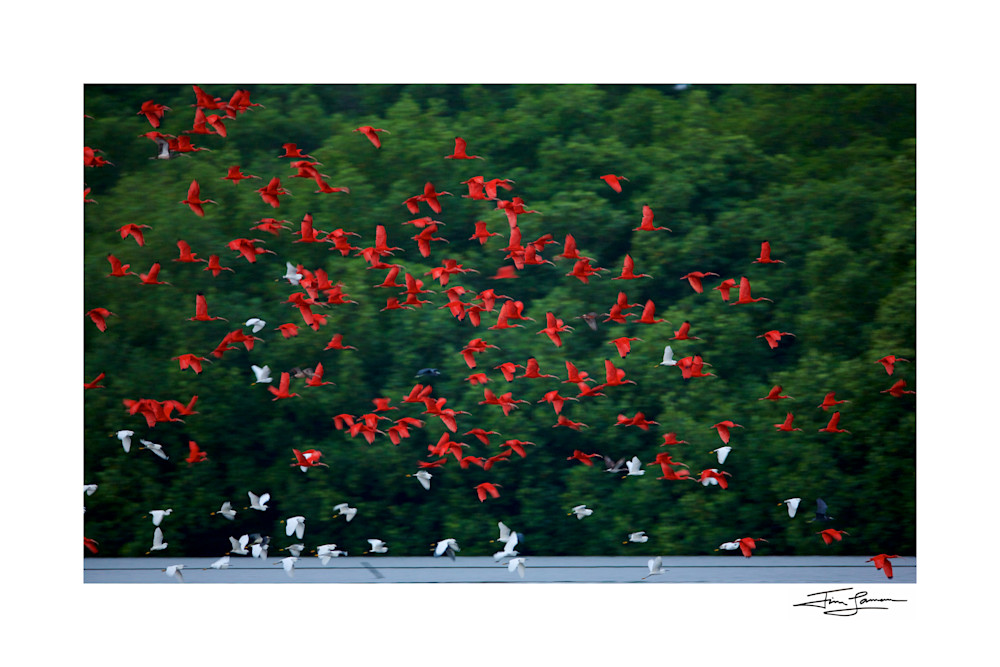 Scarlet ibises and snowy egrets flying out from their mangrove roosting trees before sunrise in the Caroni Swamp.