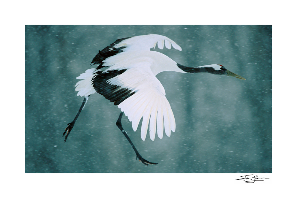 A Red-crowned Crane flies through falling snow.