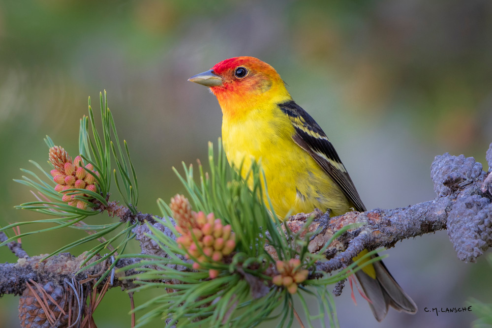 Summer Tanager (2052)
