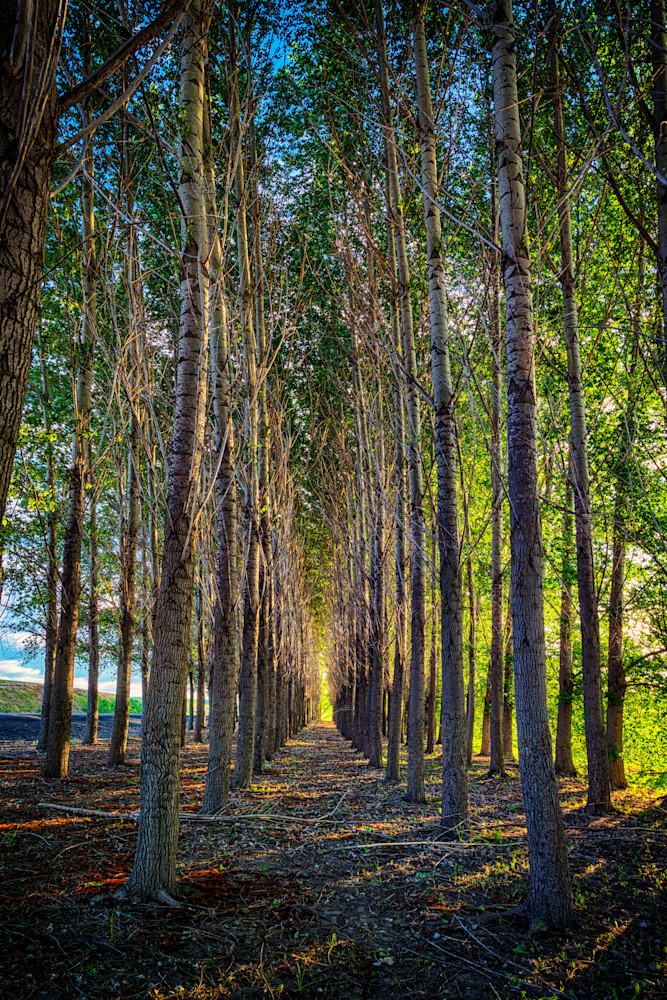 Morning in the Cottonwoods by Rick Berk Morning in the Cottonwoods by Rick Berk