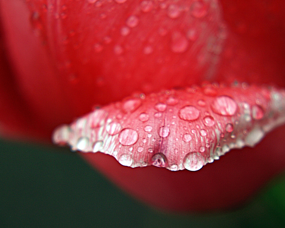 Tulip Lip