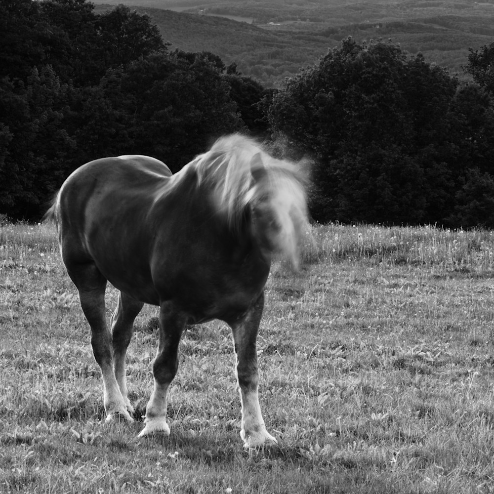 Horse Moves V Photography Art | Nathan Larson Photography